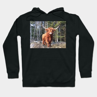 Scottish Highland Cattle Cow 2299 Hoodie